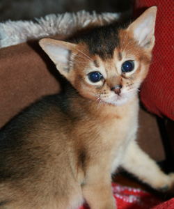 kitten